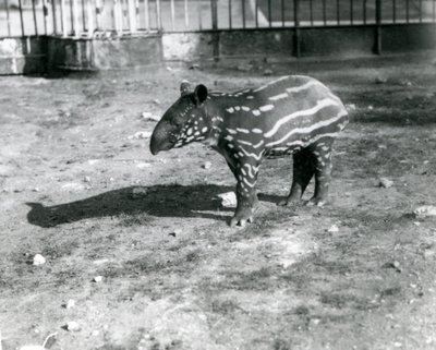 Un giovane tapiro malese allo zoo di Londra, 5 ottobre 1921 da Frederick William Bond